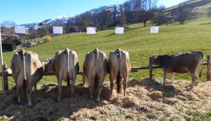 ZF Pauer PERLE von Ah Markus Sachseln A78